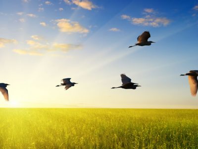 ΦΑΙΝΟΛΟΓΙΑ